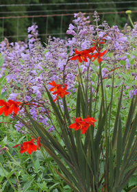 Crocosmia 'Twilight Fairy Crimson'